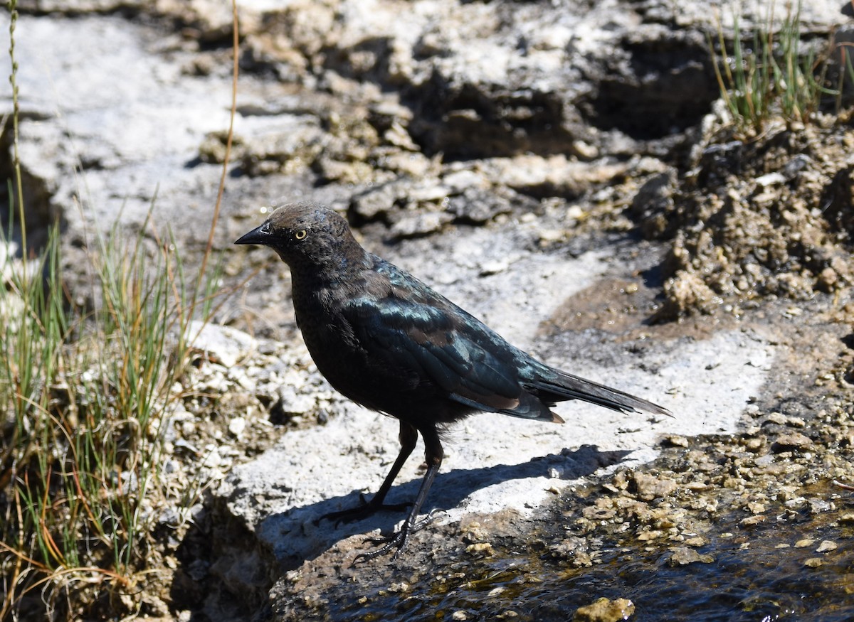 Brewer's Blackbird - ML611320740