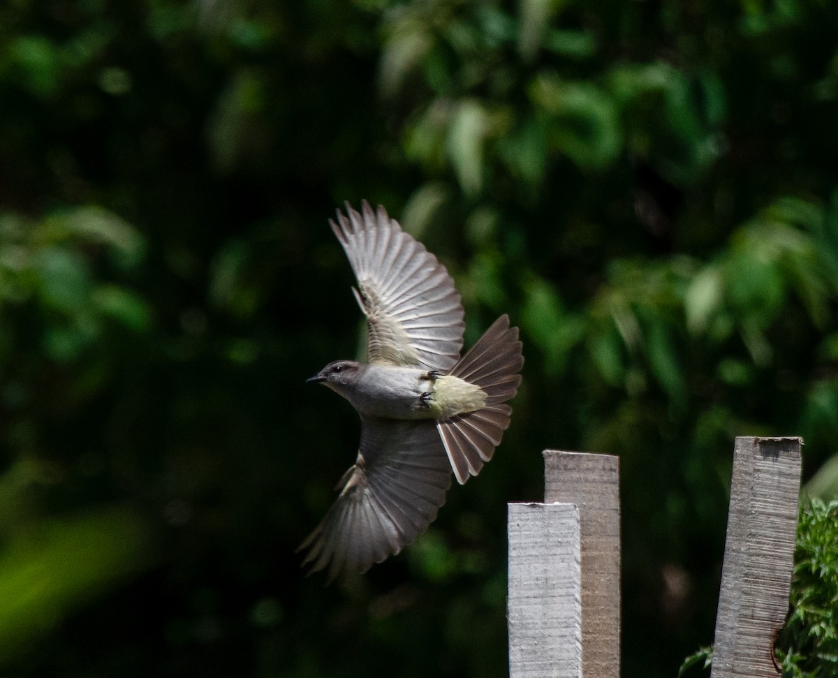 Crowned Slaty Flycatcher - ML611320770