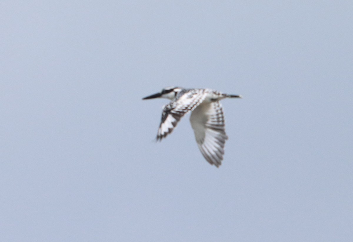 Pied Kingfisher - ML611320798