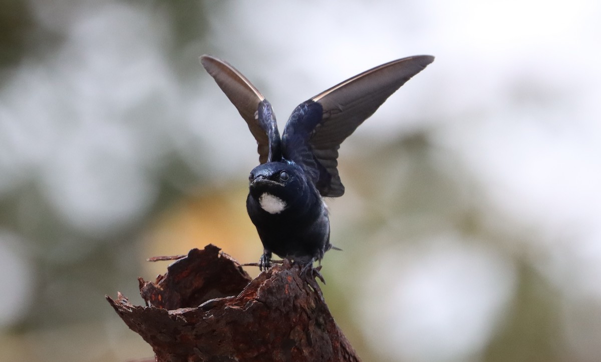 White-throated Blue Swallow - ML611320821