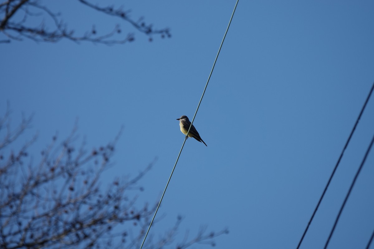 Western Kingbird - Christina Marks