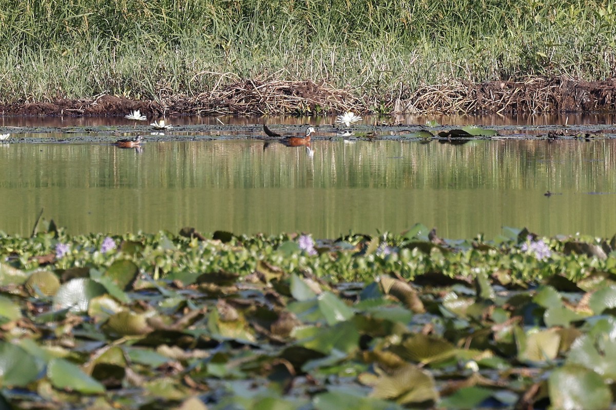 African Pygmy-Goose - ML611320893