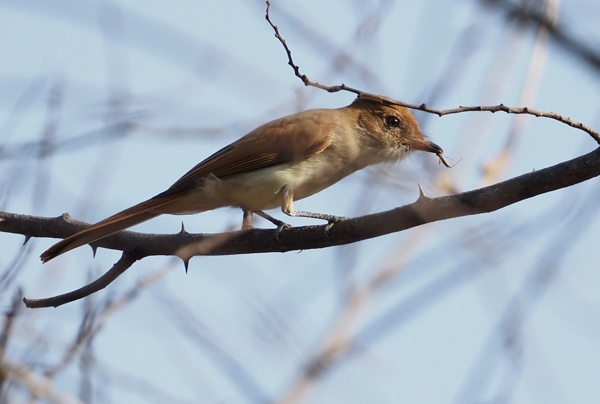 Ash-throated Casiornis - ML611320896