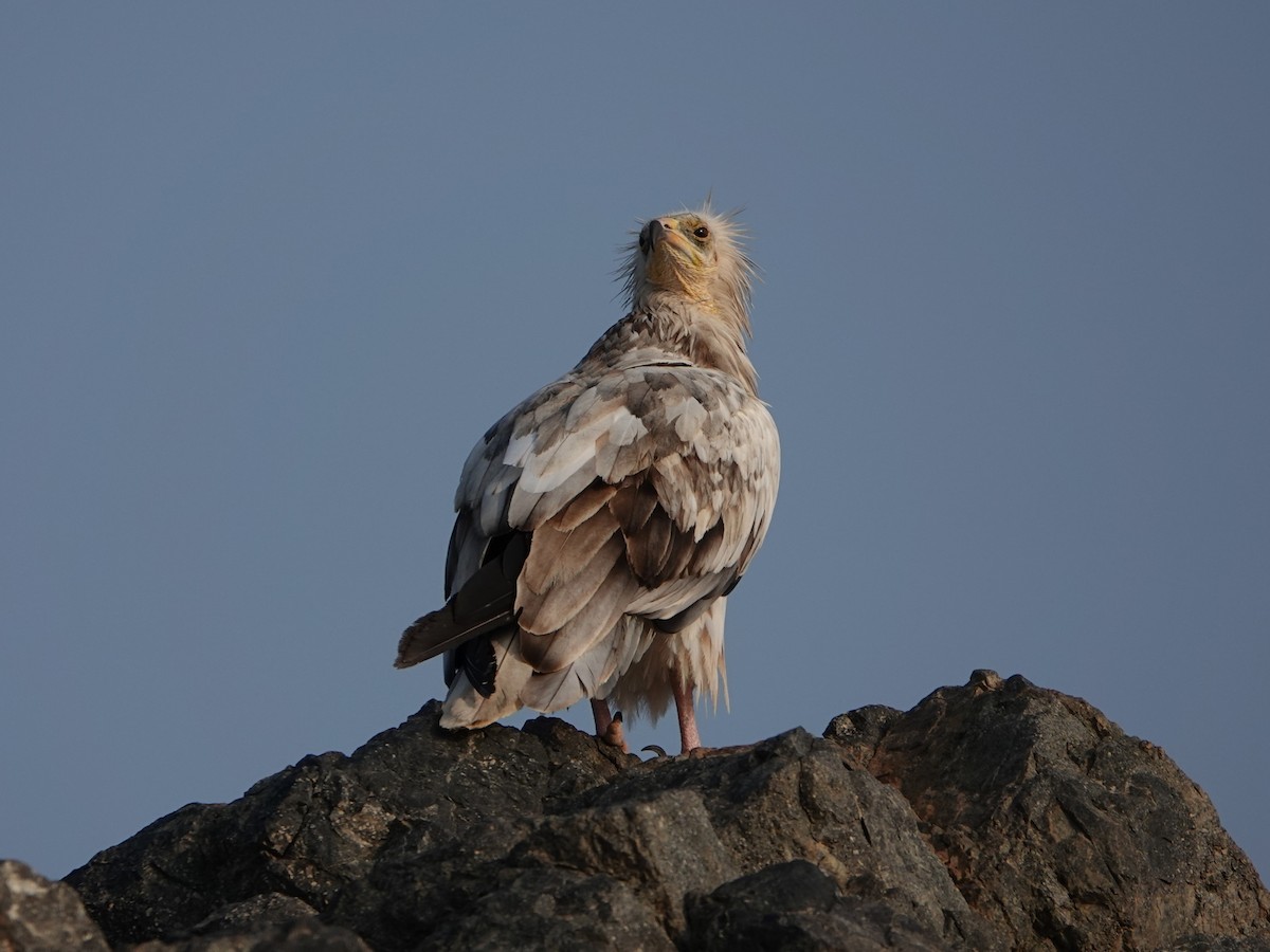 Egyptian Vulture - ML611320902