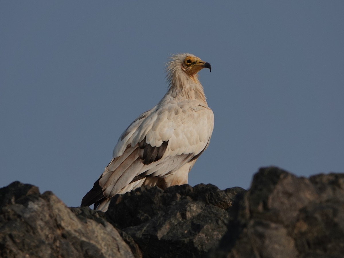 Egyptian Vulture - ML611320903