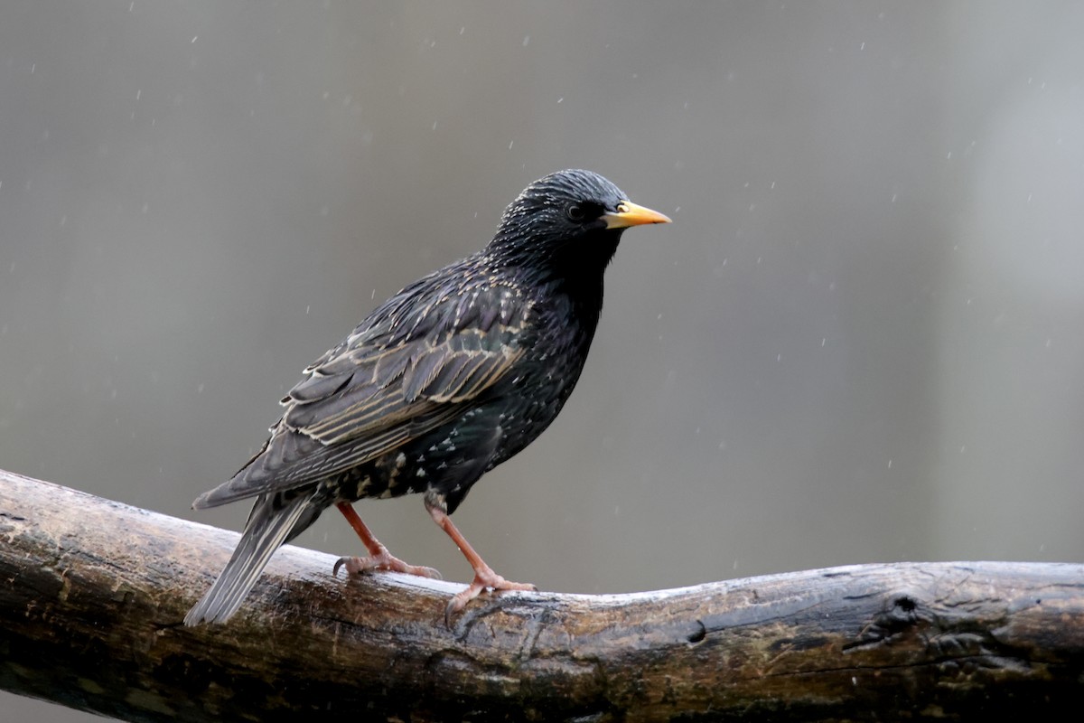 European Starling - Jack Kew