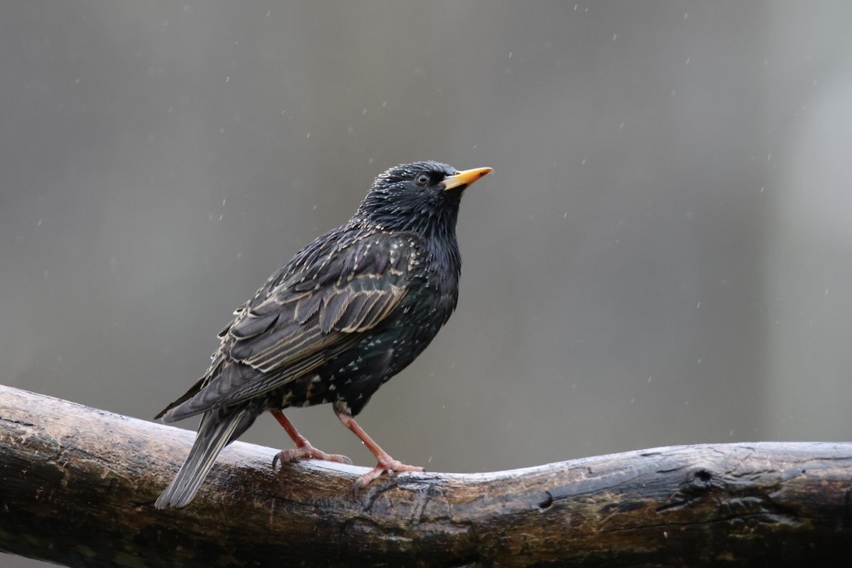 European Starling - ML611320931