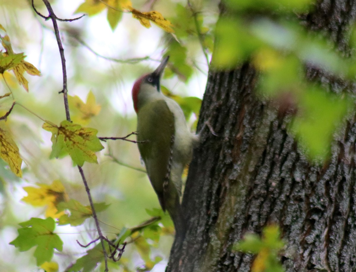 Eurasian Green Woodpecker - ML611320966