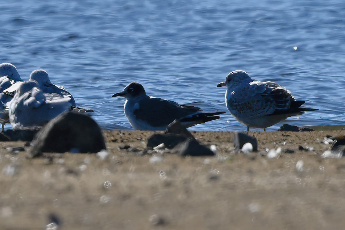 Franklin's Gull - Ann Stinely