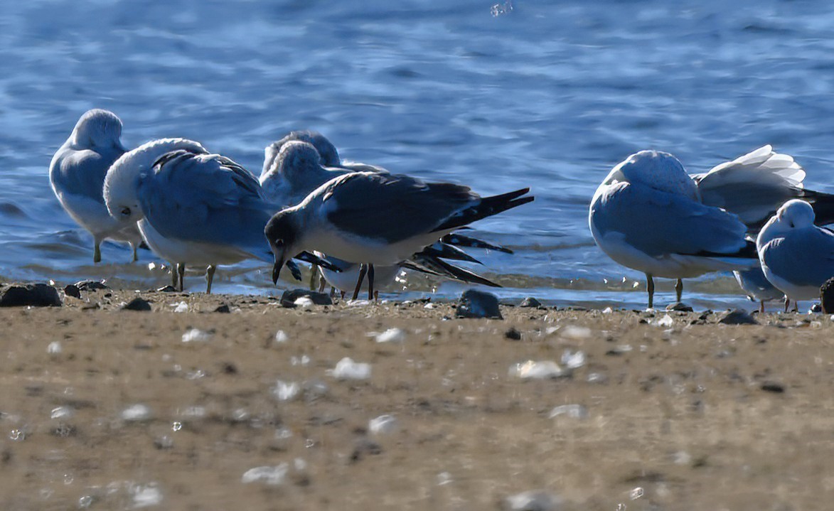 Franklin's Gull - ML611321107