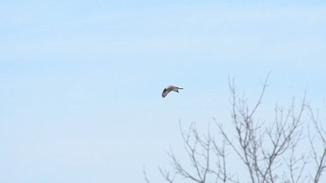 Rough-legged Hawk - ML611321175