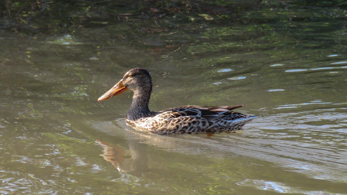 Northern Shoveler - ML611321203