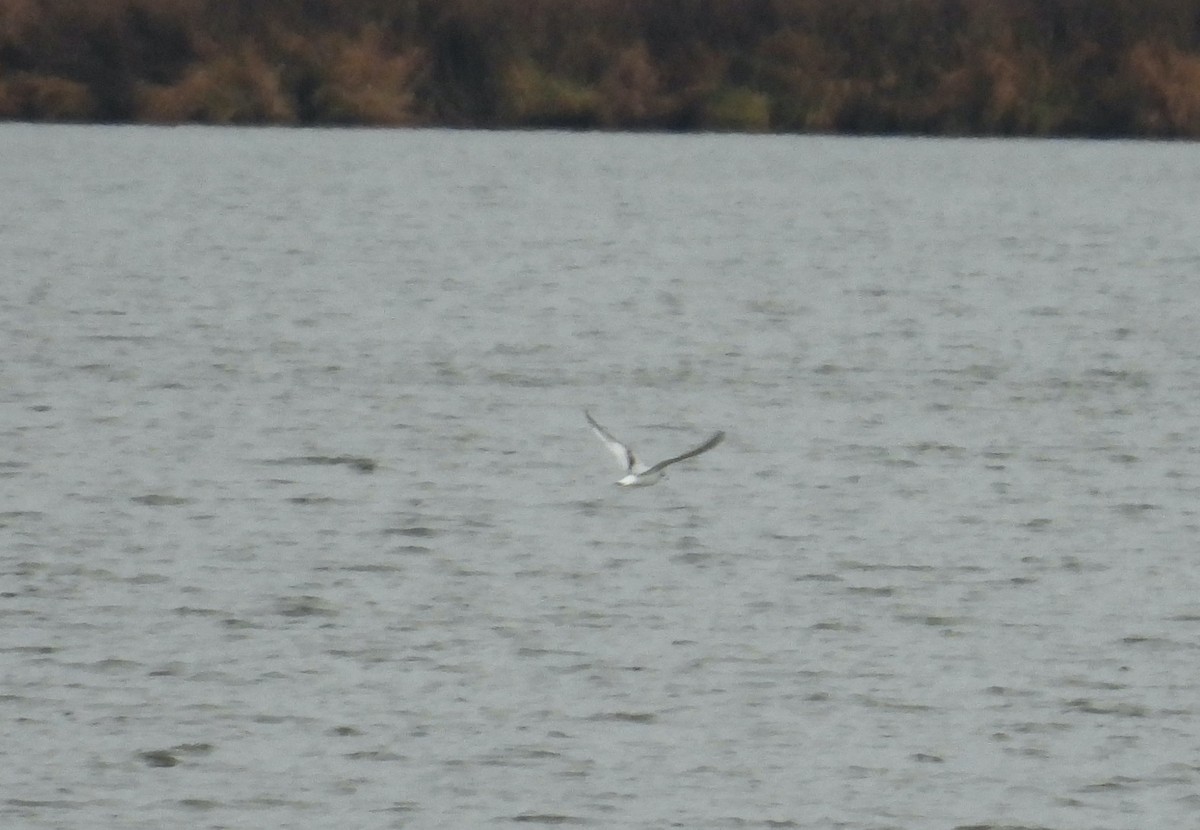 Little Gull - Mike Vlasatý