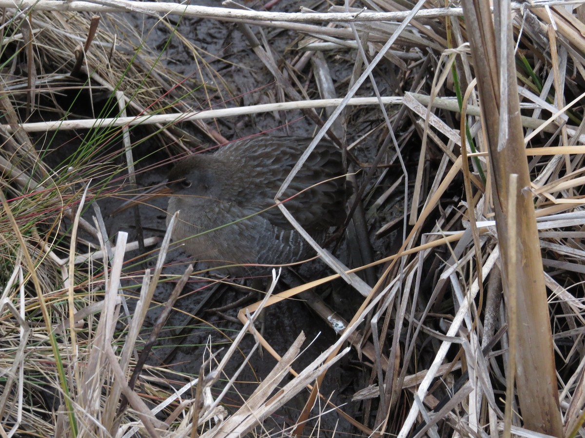 Clapper Rail - ML611321284