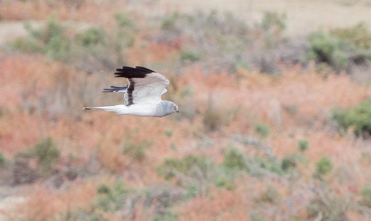 Aguilucho Pálido - ML611321298