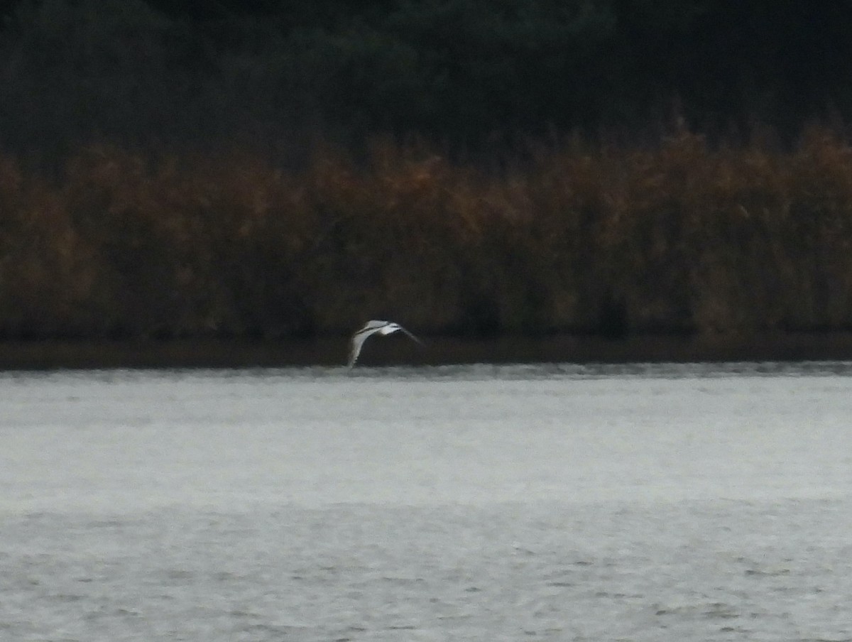 Little Gull - ML611321306