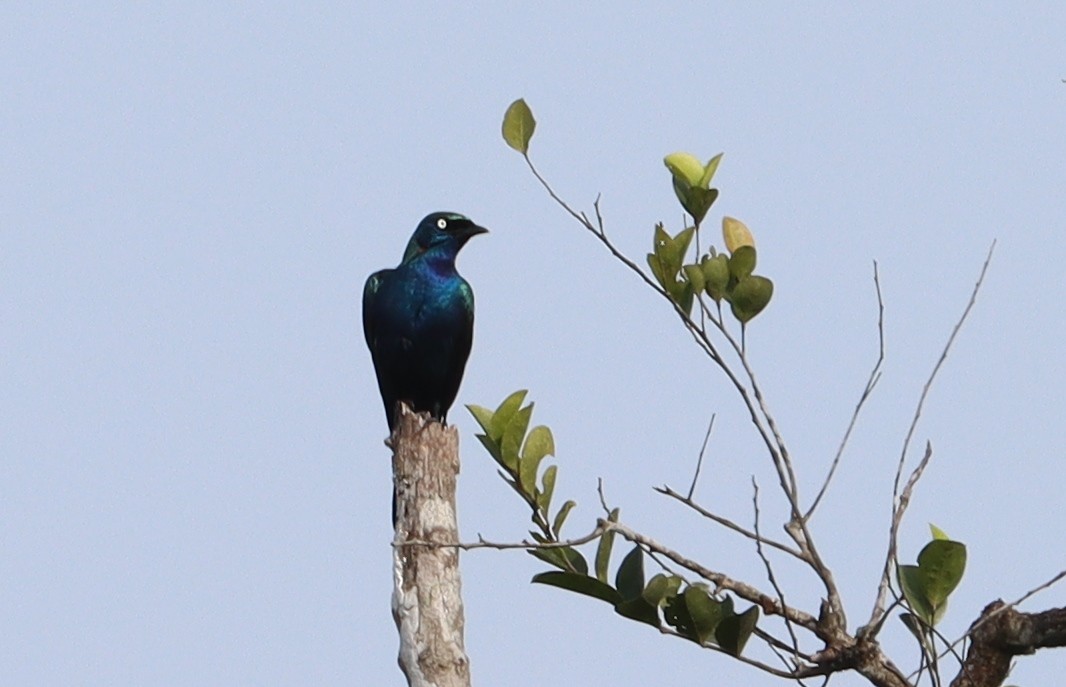 Splendid Starling - ML611321365