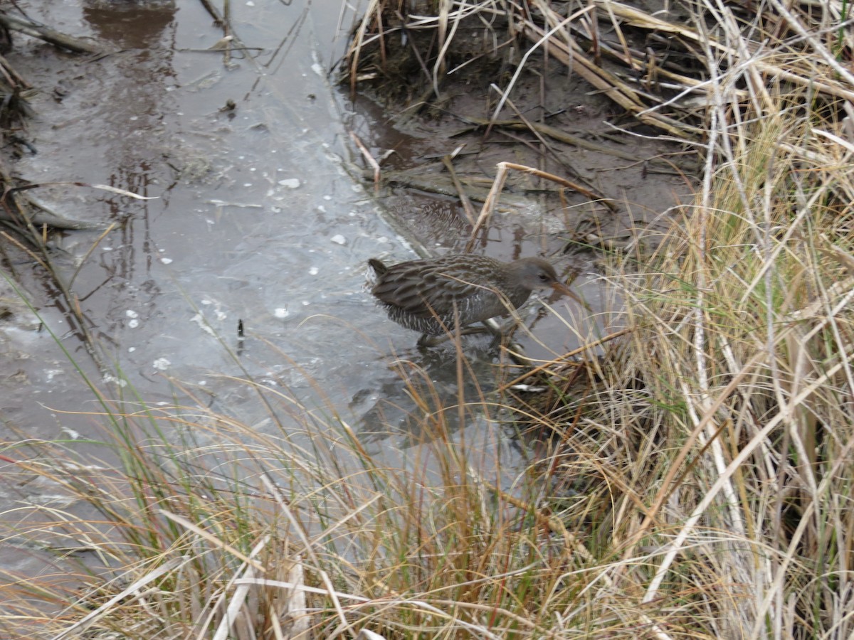 Clapper Rail - ML611321381