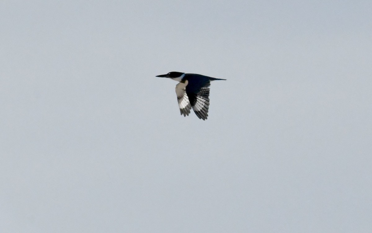 Belted Kingfisher - ML611321413