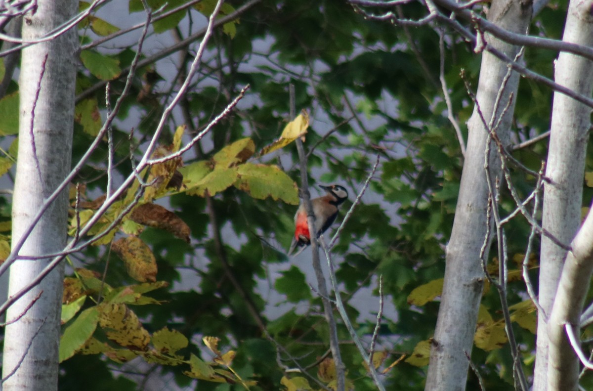 Great Spotted Woodpecker - ML611321451