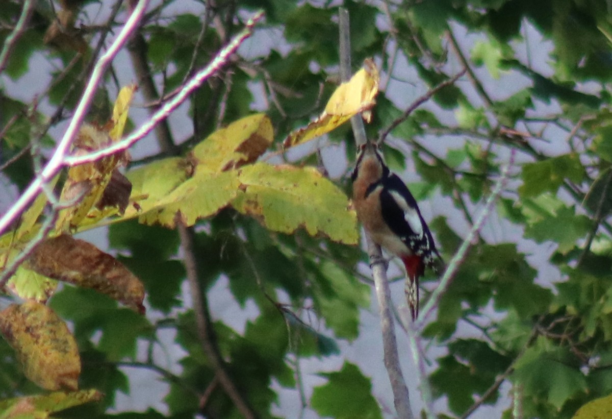 Great Spotted Woodpecker - ML611321452