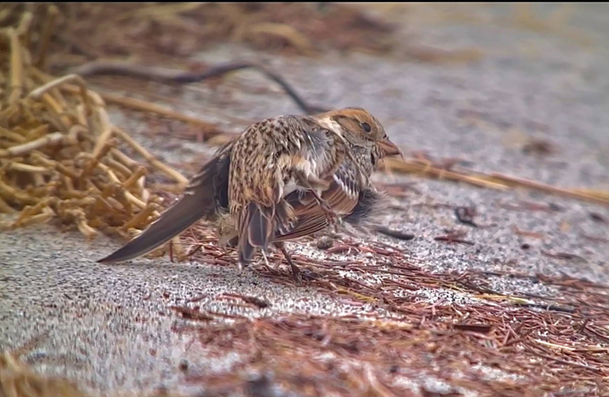 Lapland Longspur - ML611321477