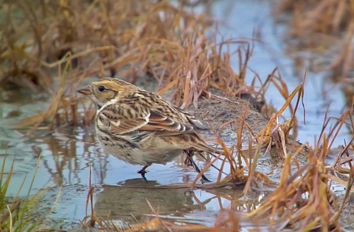 Lapland Longspur - Detlef Buettner