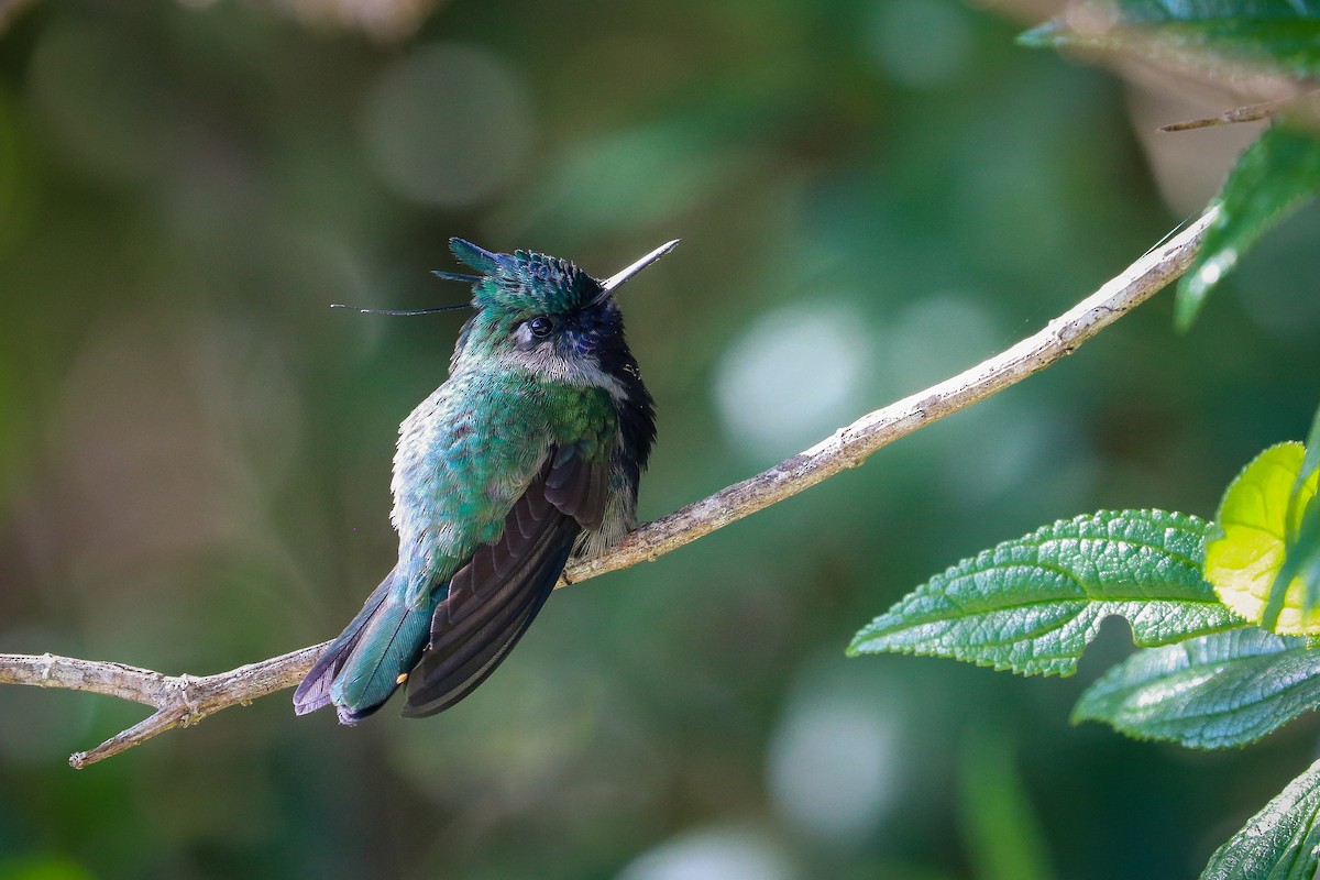 Green-crowned Plovercrest - Stephan Skaarup Båsen Lund