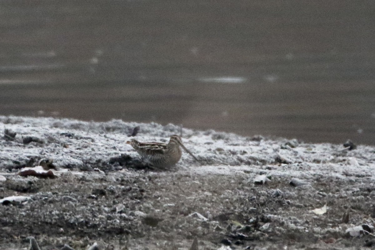 Wilson's Snipe - ML611321488