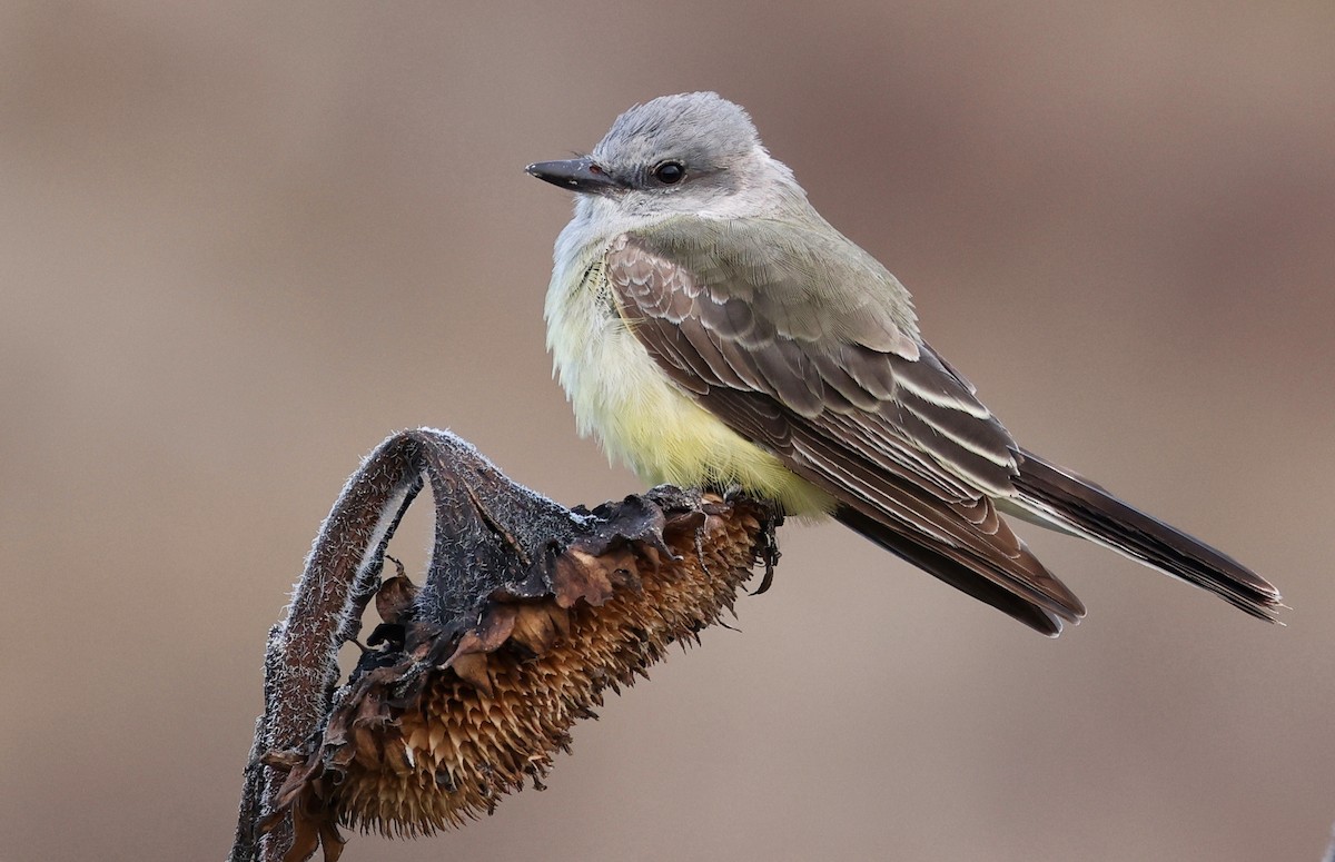 Western Kingbird - ML611321538