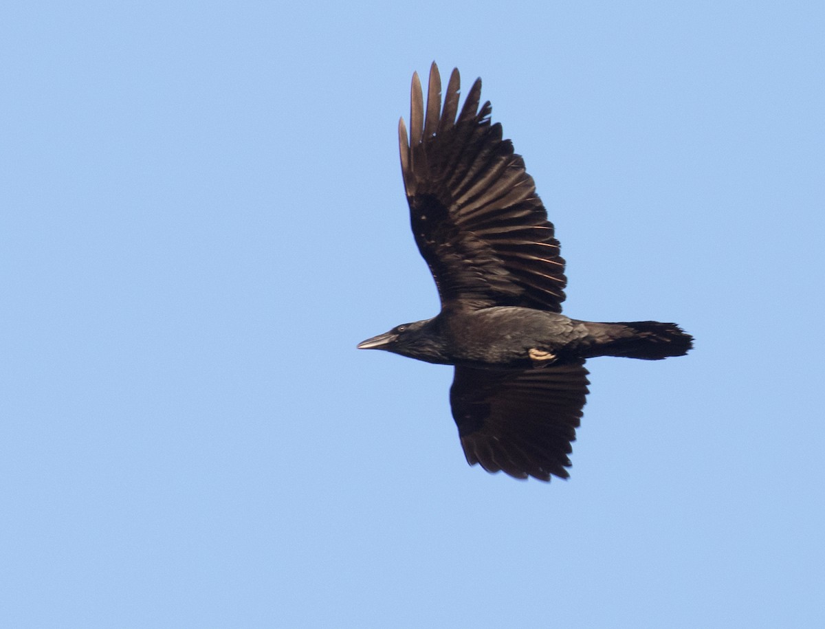 Common Raven - ML611321556