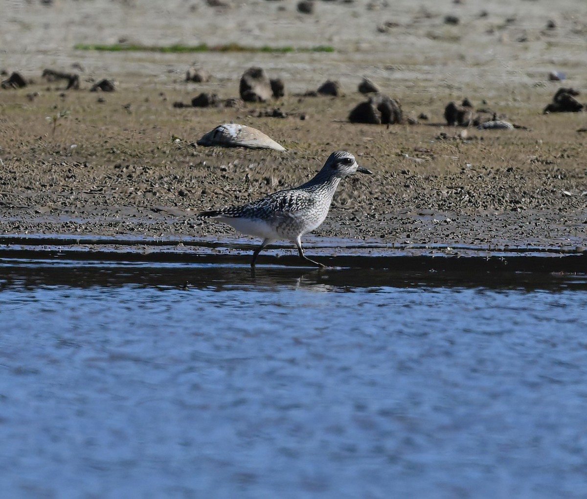 Black-bellied Plover - ML611321580