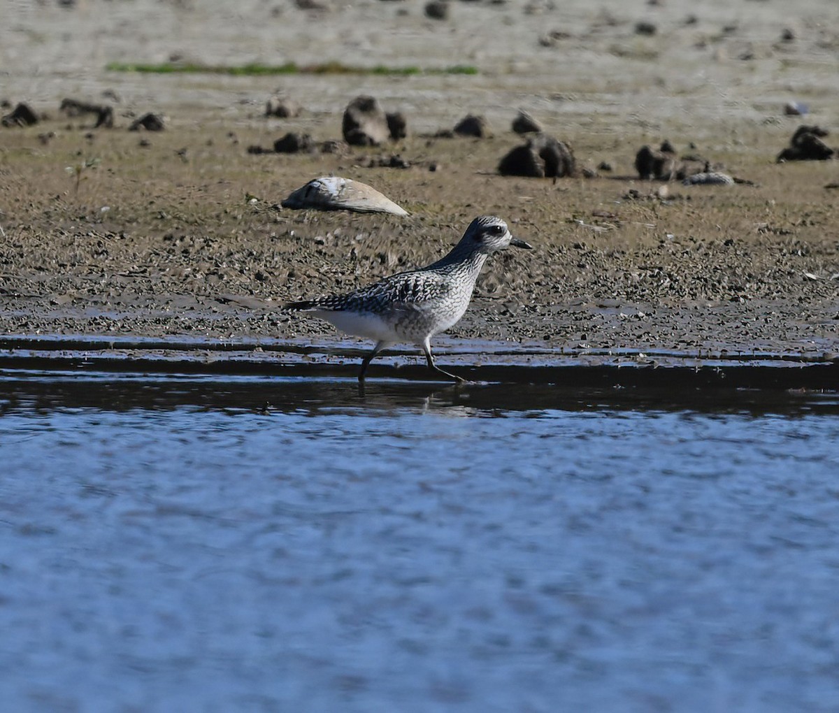 Black-bellied Plover - ML611321580