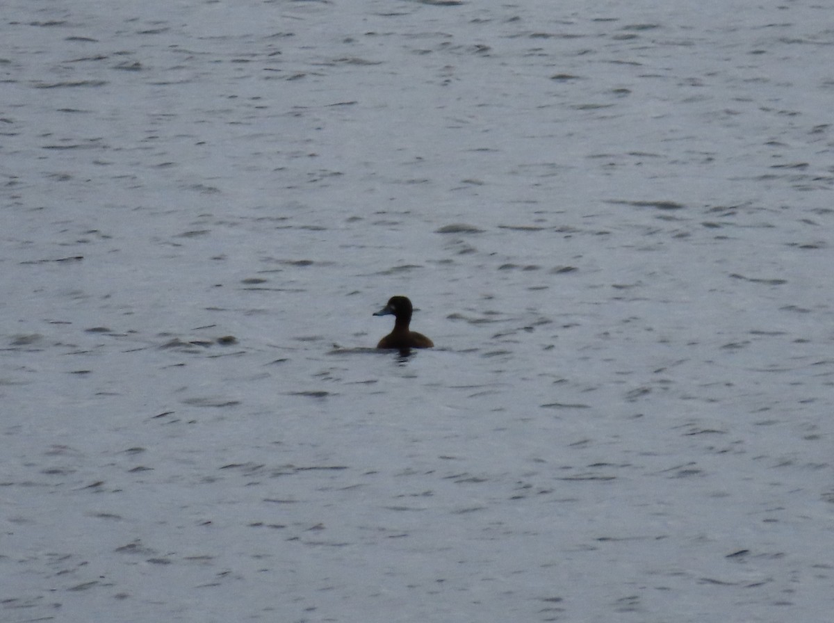 Greater Scaup - ML611321582