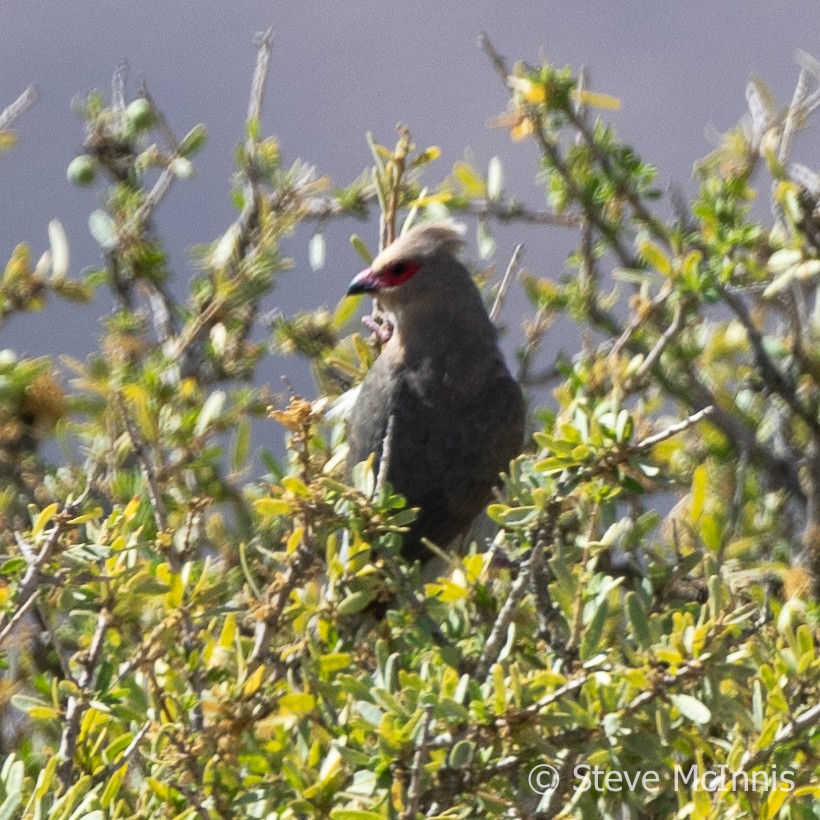 Pájaro Ratón Carirrojo - ML611321605