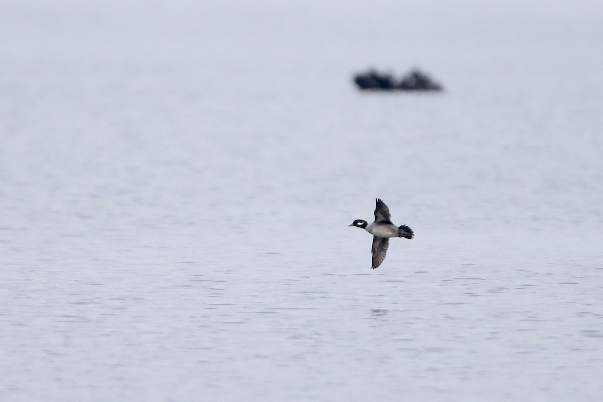 Bufflehead - John Garrett