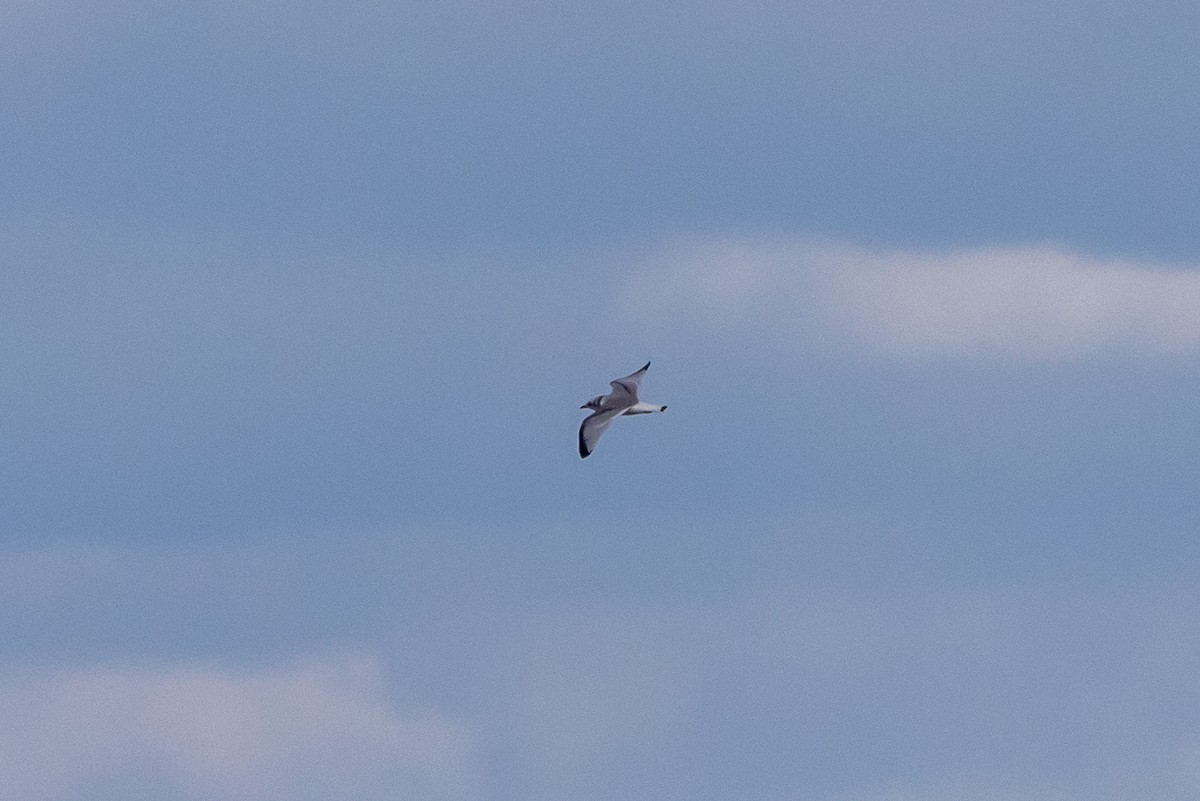 Black-legged Kittiwake - Matt Parsons