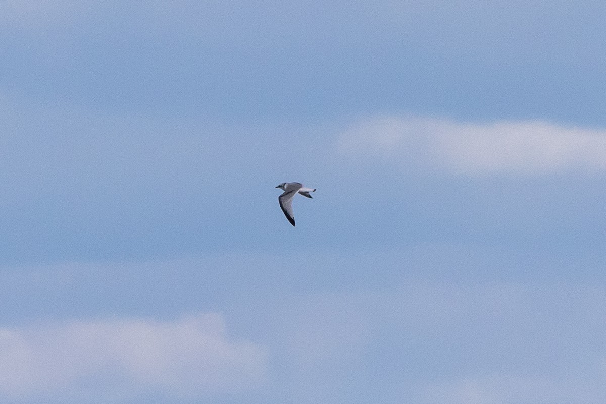 Black-legged Kittiwake - Matt Parsons