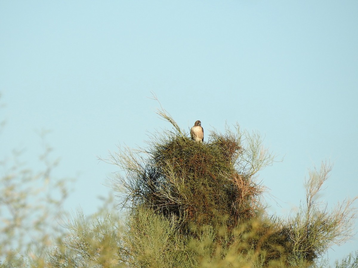 Red-tailed Hawk - ML611321768