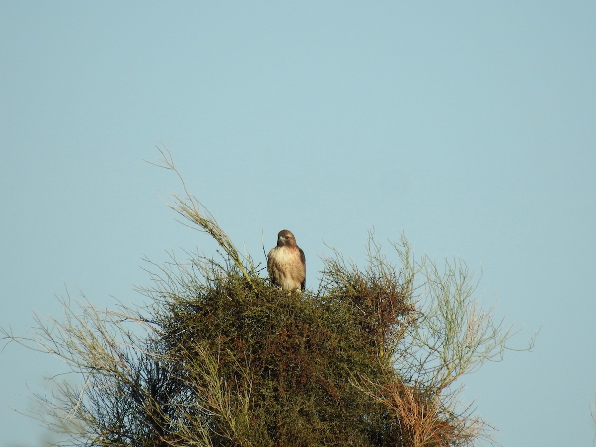 Red-tailed Hawk - ML611321769
