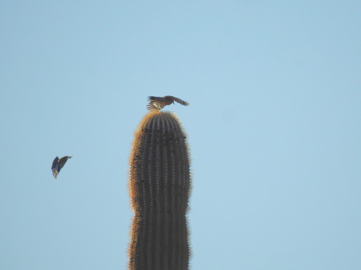 Gila Woodpecker - ML611321788