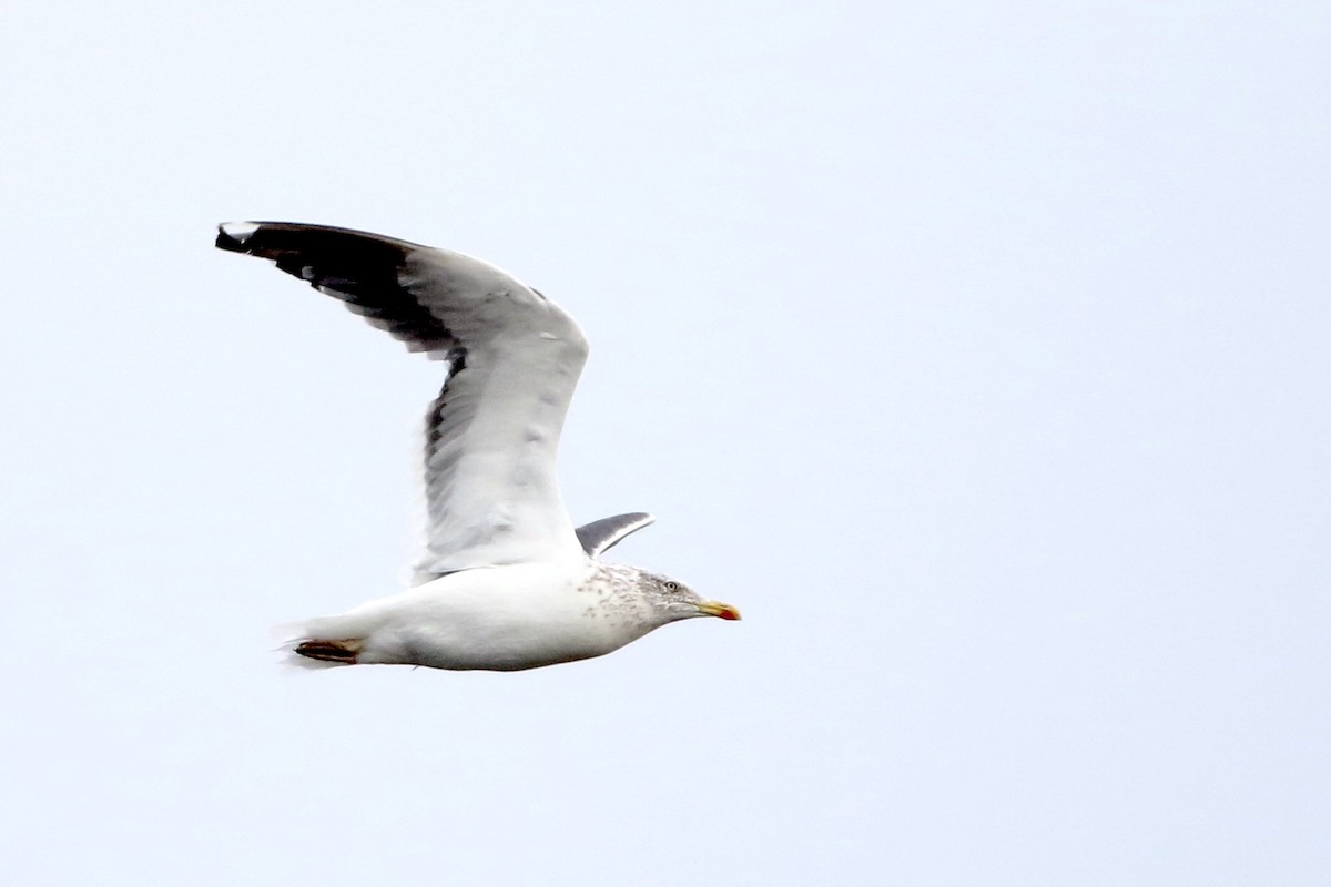 Lesser Black-backed Gull - John Garrett