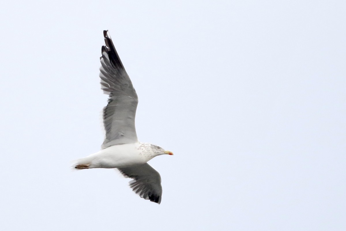 Lesser Black-backed Gull - John Garrett