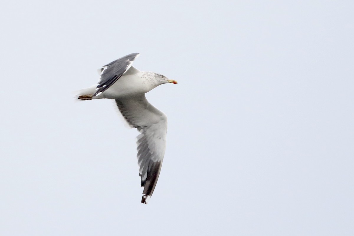 Lesser Black-backed Gull - ML611321804