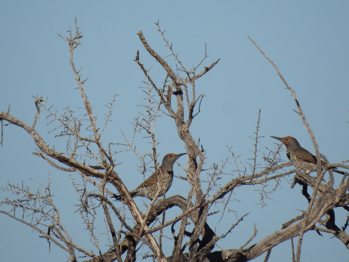 Gilded Flicker - ML611321811