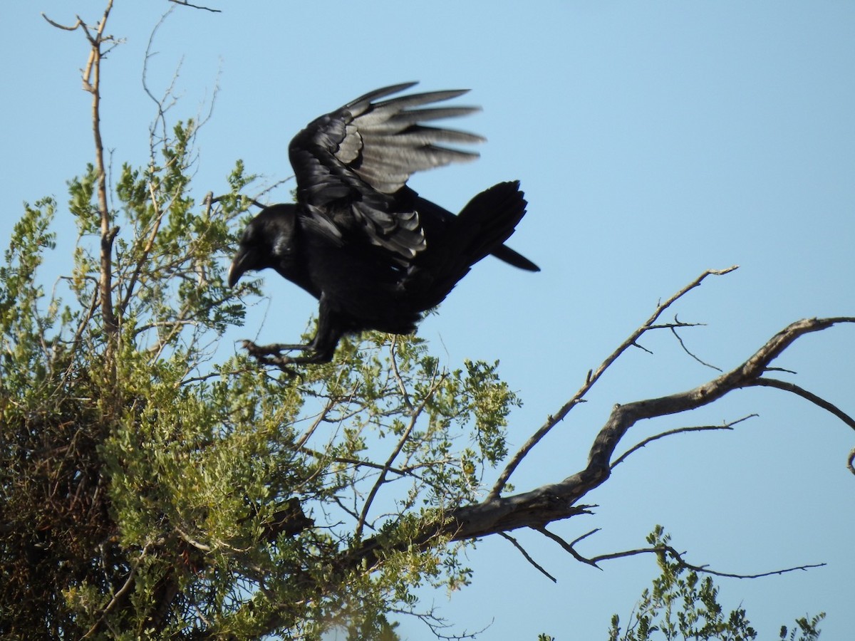 Common Raven - ML611321862