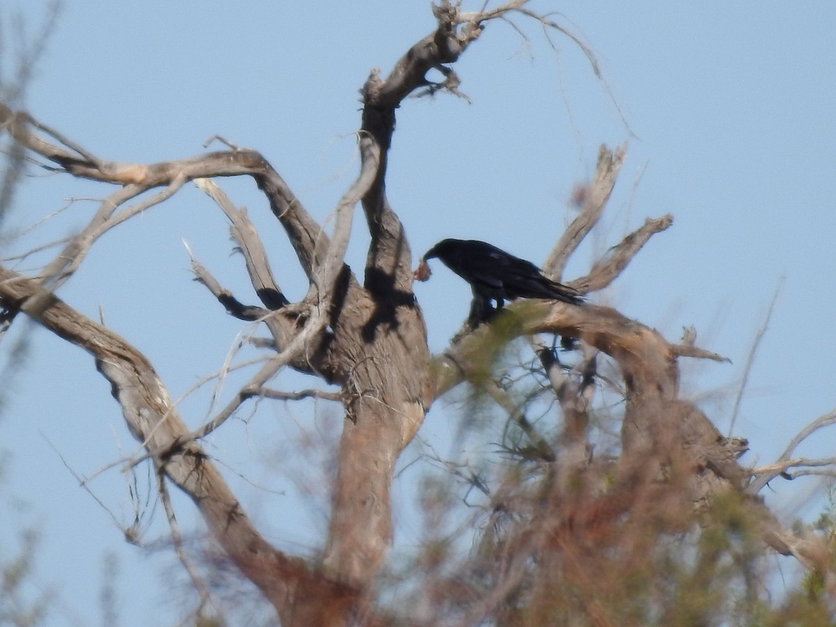 Common Raven - ML611321863