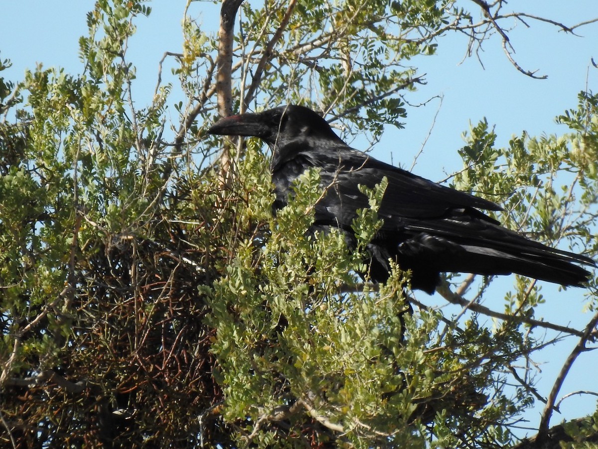 Common Raven - ML611321864