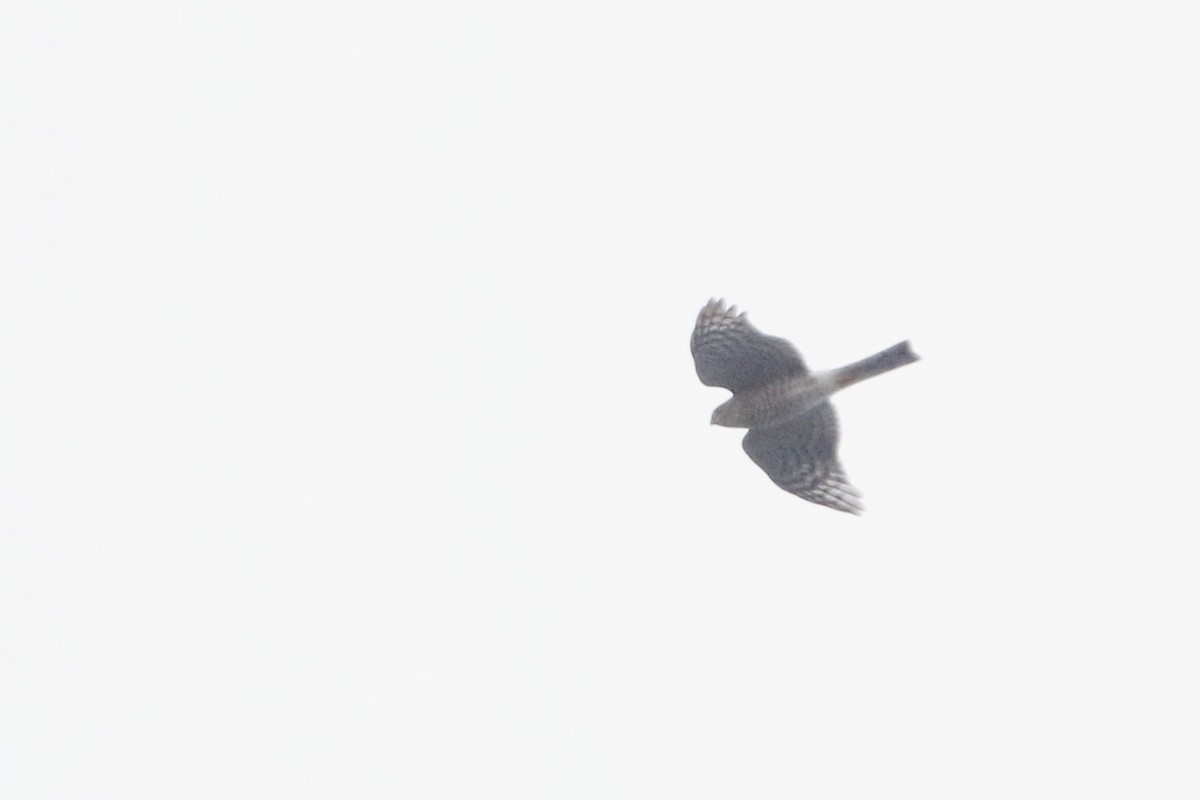 Sharp-shinned Hawk - ML611321878