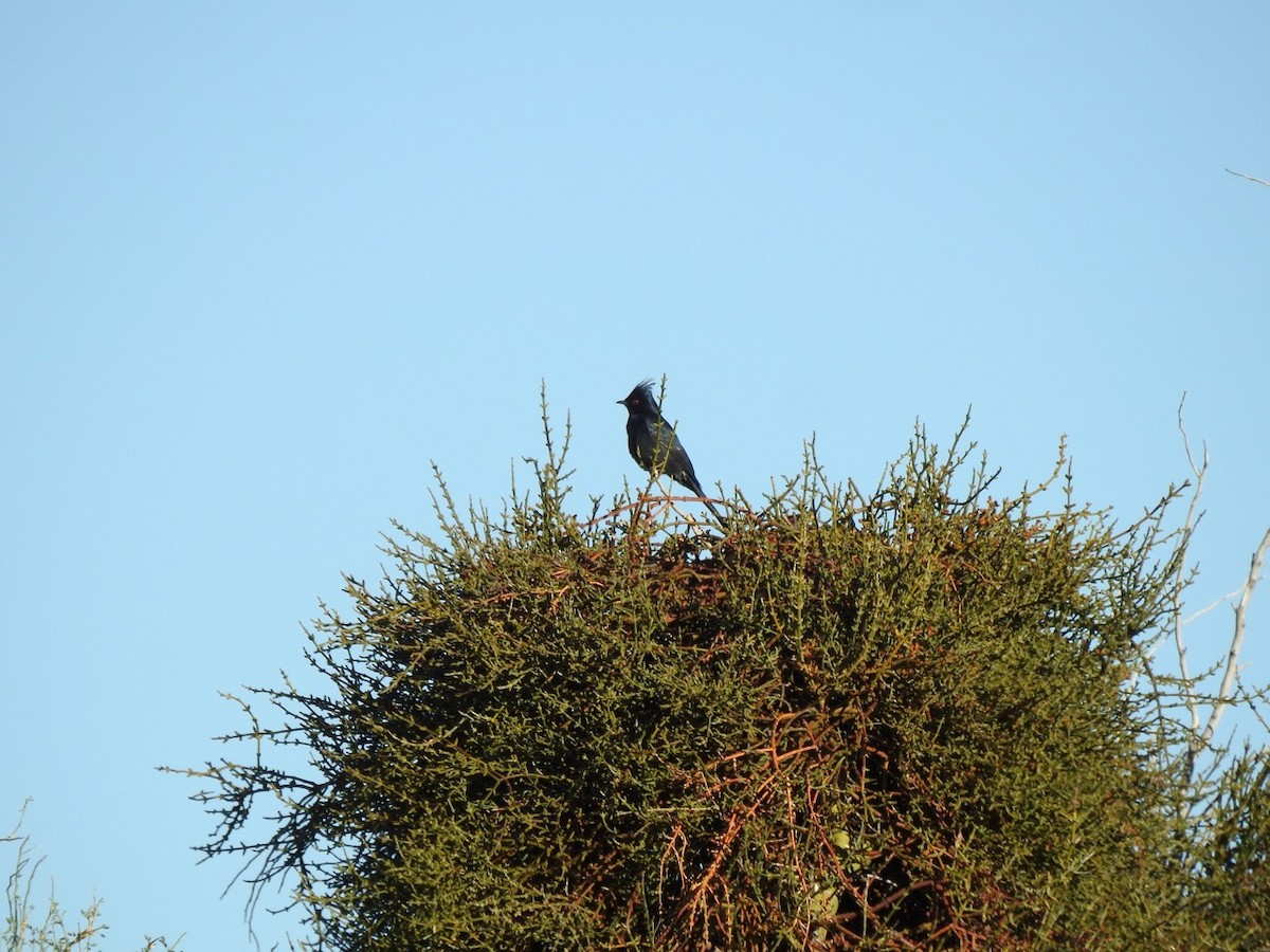 Phainopepla - ML611321881